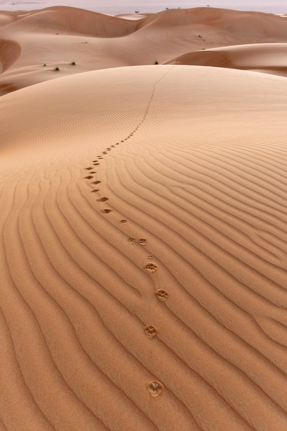Reisebericht Oman. Der vielfältige Oman ist ausserdem mit Sandwüste beschenkt.