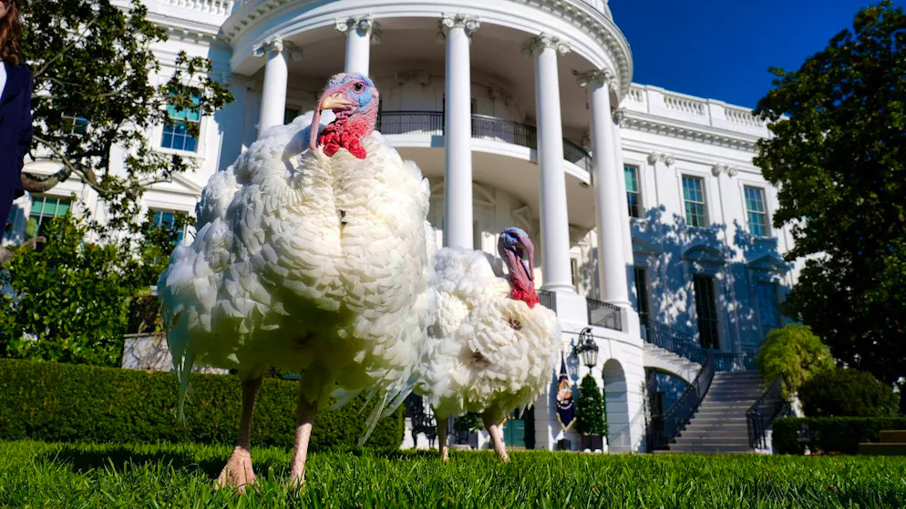 Biden pardons turkeys before Thanksgiving - Gallery. American families traditionally serve turkey at Thanksgiving.