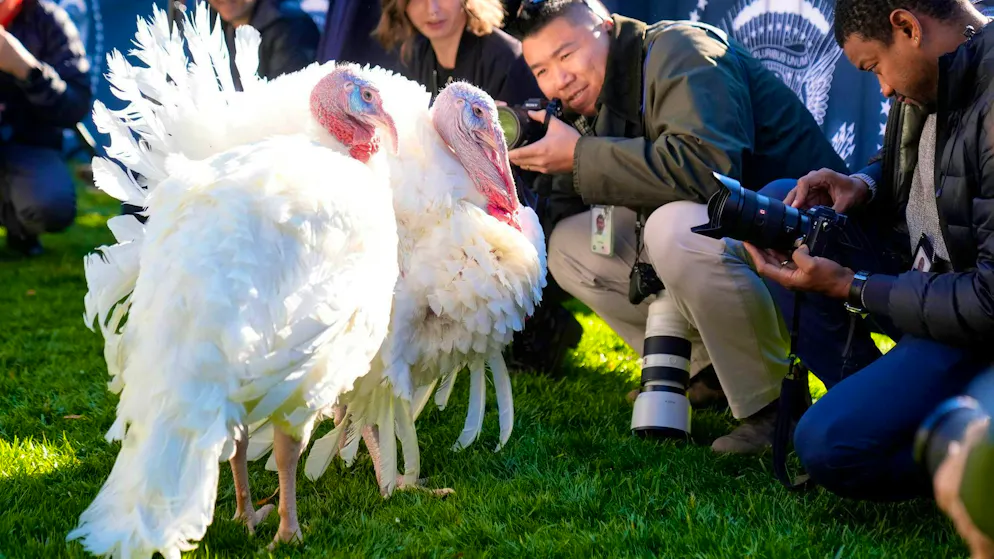 Biden pardons turkeys before Thanksgiving - Gallery. The two turkeys "Peach" and "Blossom" are not served on the dinner table.