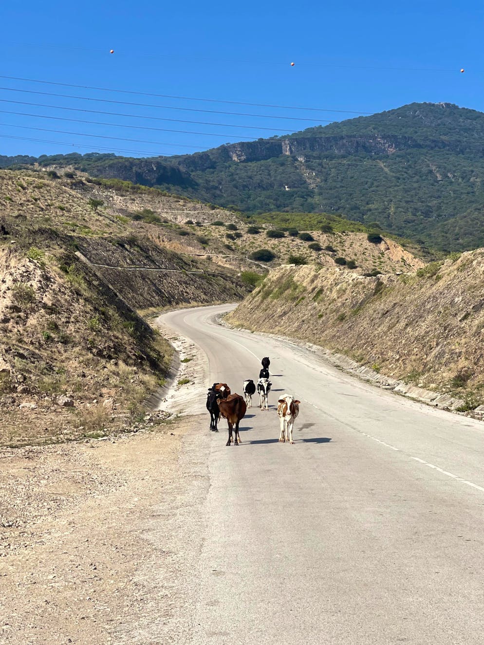 Reisebericht Oman. Tierische Strassenblockade: Im Süden des Omans verirren sich hin und wieder Kühe …