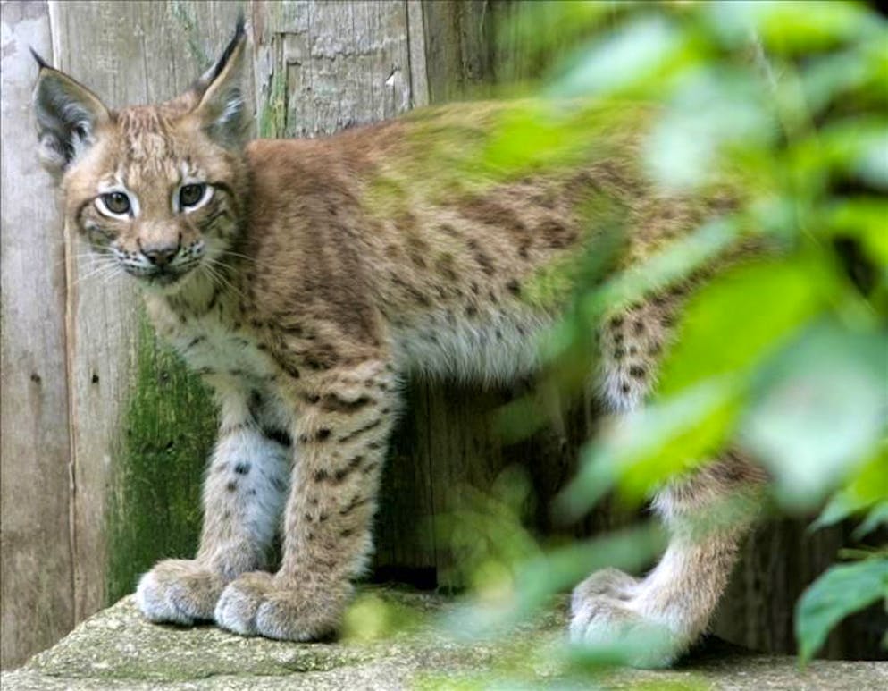 Cucciolo di lince 