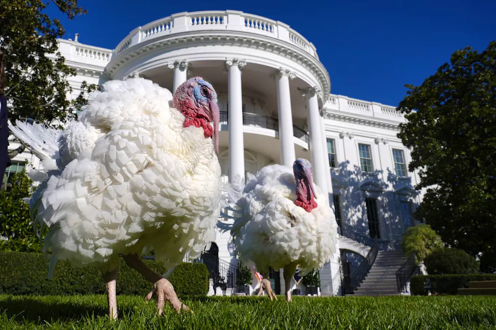 Les dindes de Thanksgiving, Peach, à gauche, et Blossom, à droite, marchent sur la pelouse sud de la Maison Blanche à Washington, le lundi 25 novembre 2024, en attendant que le président Joe Biden les gracie. (AP Photo/Susan Walsh).dindes de Thanksgiving Peach,Blossom