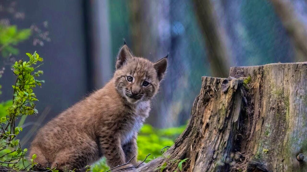 A Graubünden gamekeeper has accidentally killed two young and one adult lynx while hunting wolves. (archive picture)