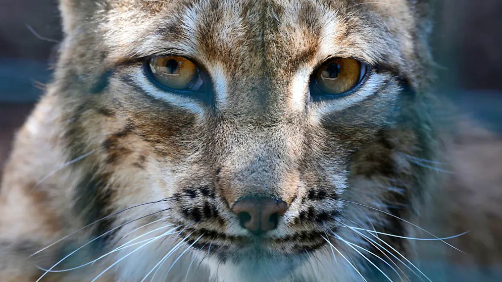 Grandi predatori. Nei Grigioni un guardiacaccia uccide 3 linci per errore, voleva abbattere lupi