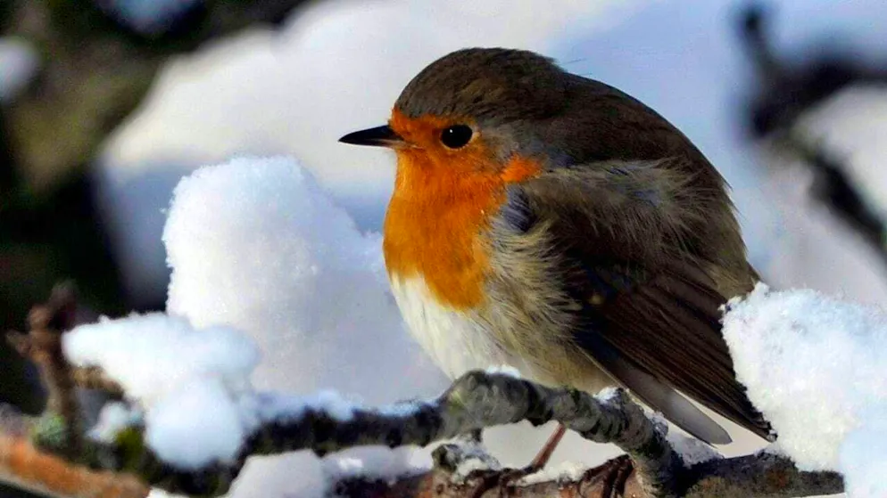 The robin has been voted Bird of the Year 2025. (archive picture)