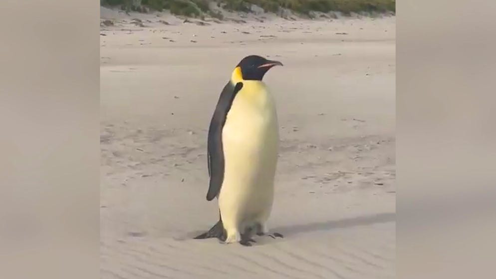Stranded 3500 kilometers from home. Lost penguin allowed back home