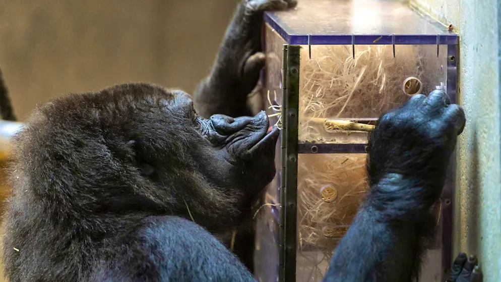 The study was conducted with two gorillas from Basel Zoo, among others.