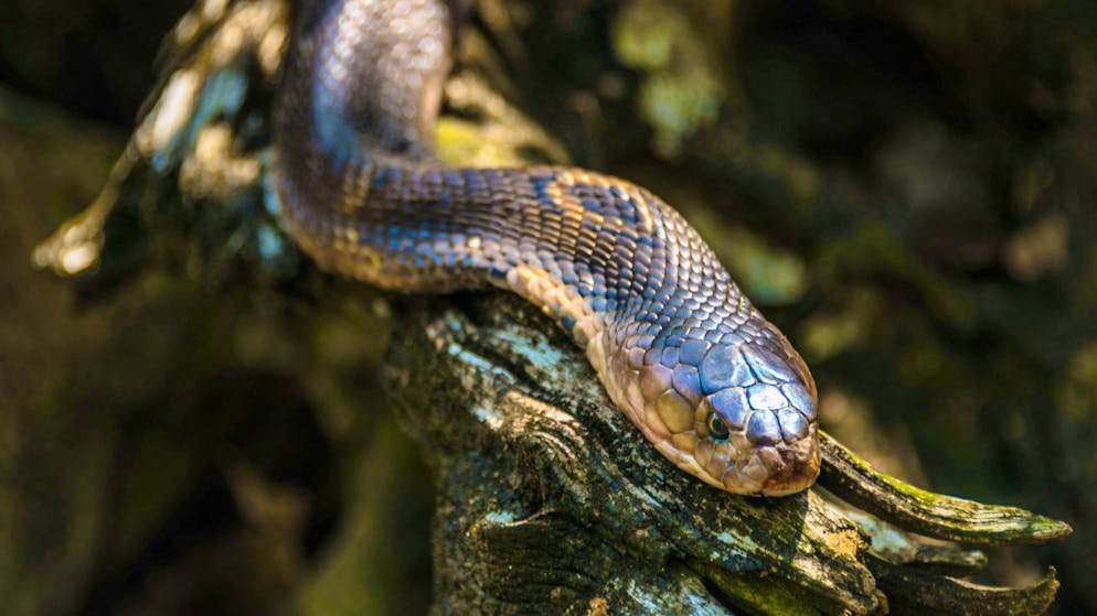 The eastern brown snake is one of the most venomous snake species in the world. After the bite, all help came too late for the 16-year-old.