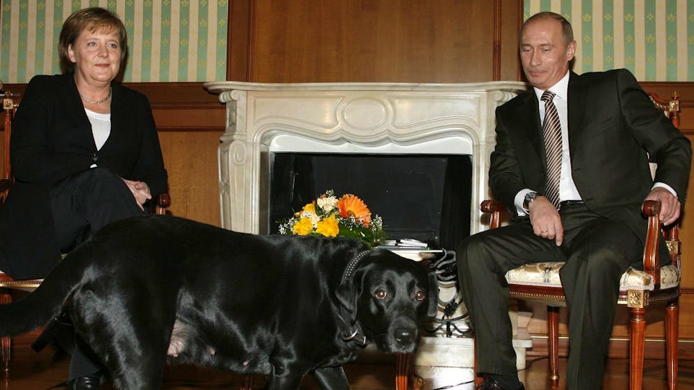 «Angela, excuse-moi». «Si j'avais su...» - Poutine regrette d’avoir effrayé Merkel avec son chien