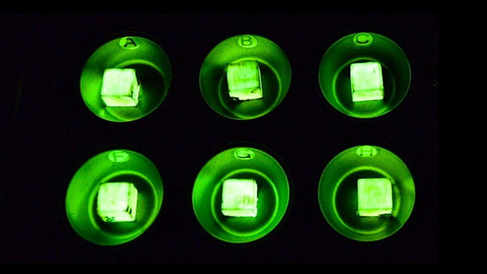 Des échantillons de bois traités avec le champignon Desarmillaria tabescens brillent en vert dans l'obscurité.