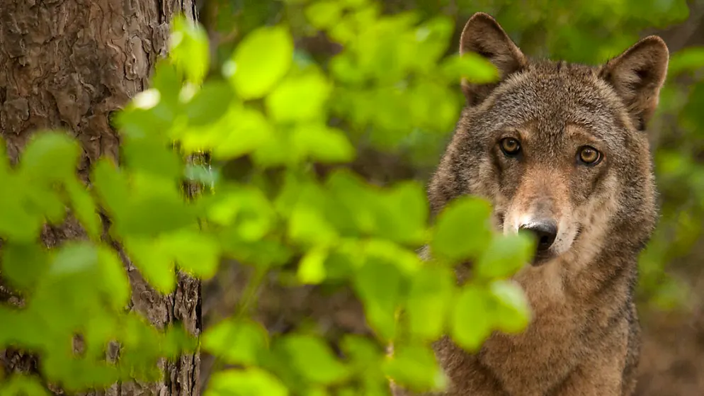 Le Conseil fédéral ne veut pas de zones "zéro loup" (archives).