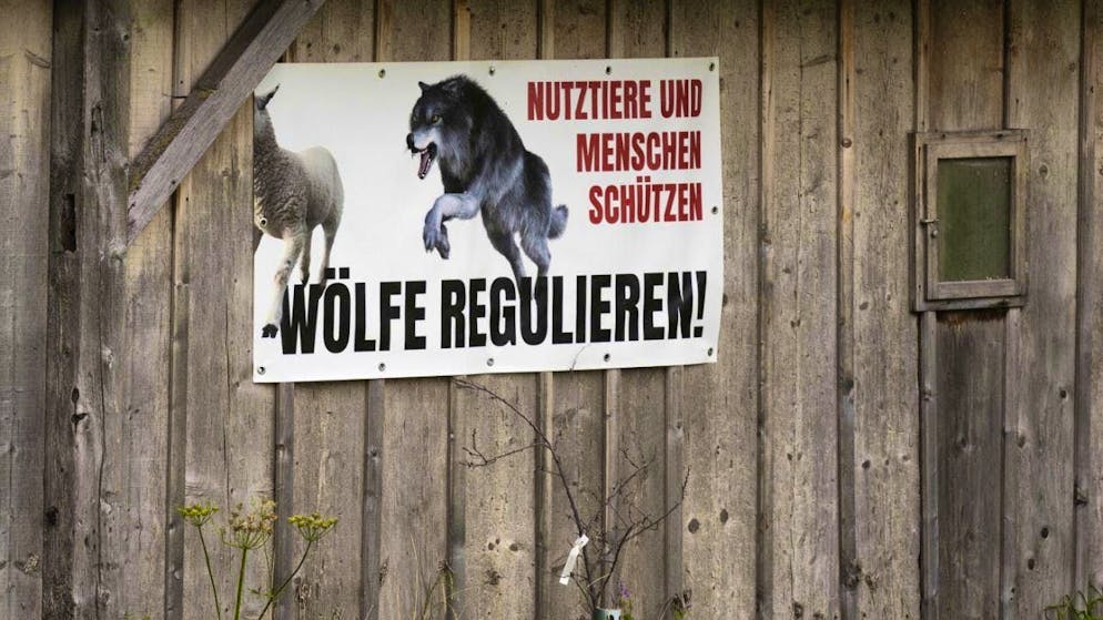 The debate on wolf protection continues. The Federal Council rejects further relaxation of the law for the time being. (Archive image)