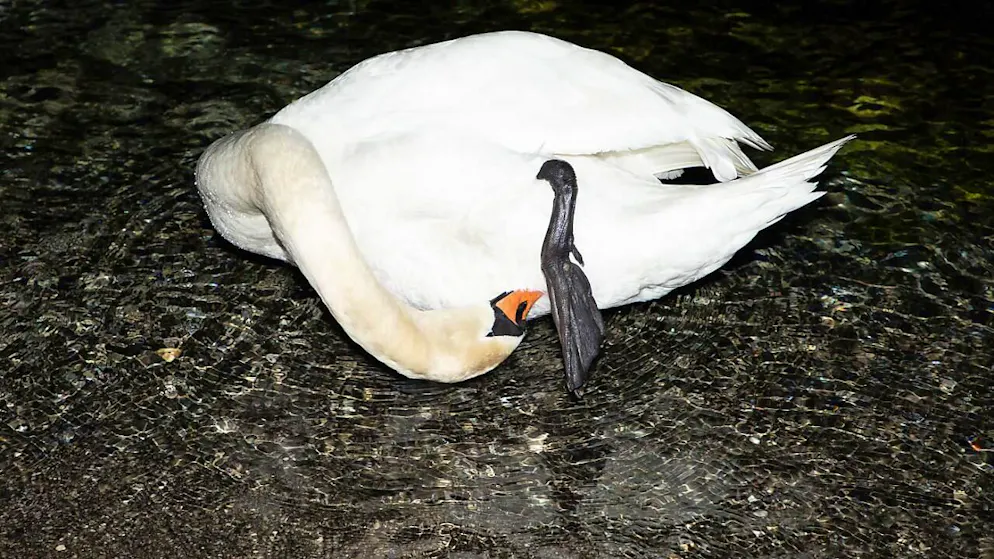 Au nord de la place de Marché, la ville de Vevey propose deux expositions de photos en décembre, avec notamment les images d'Aline consacrées au paysage lacustre