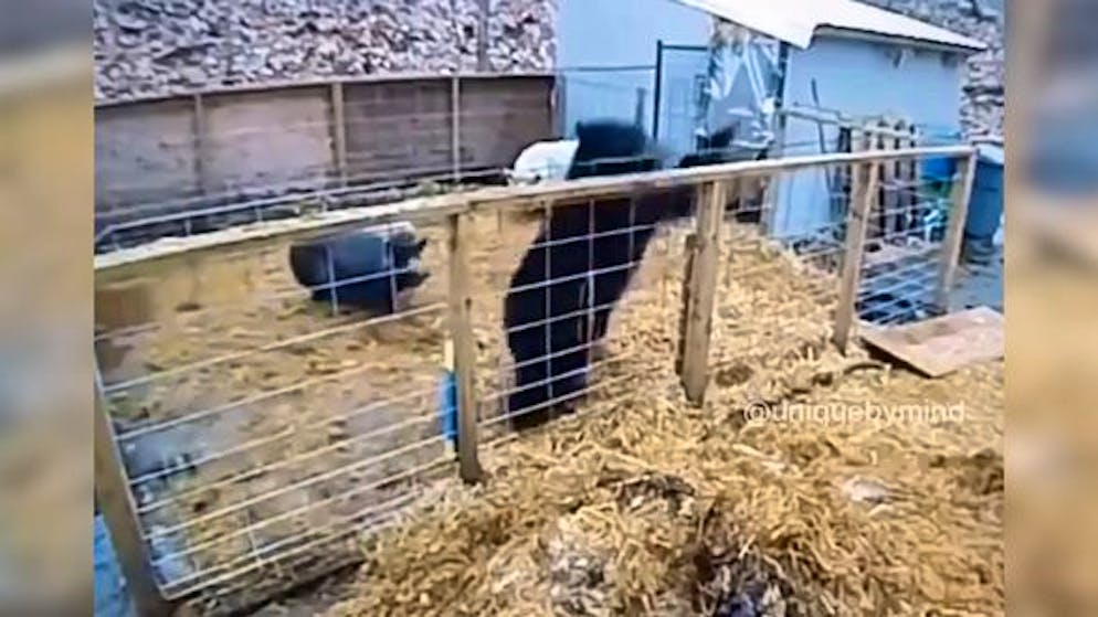 Arme Sau. Bär will Schweine fressen – doch die drehen den Spiess um