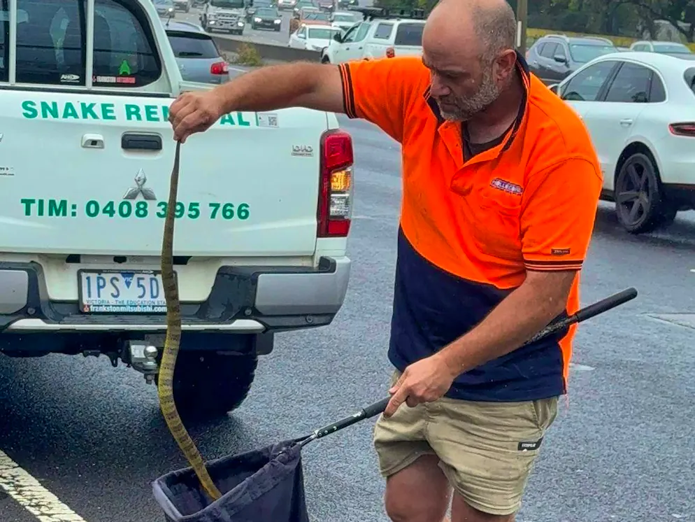 In Australia, a woman had to save herself from a deadly poisonous snake in her car. (Photo handout)