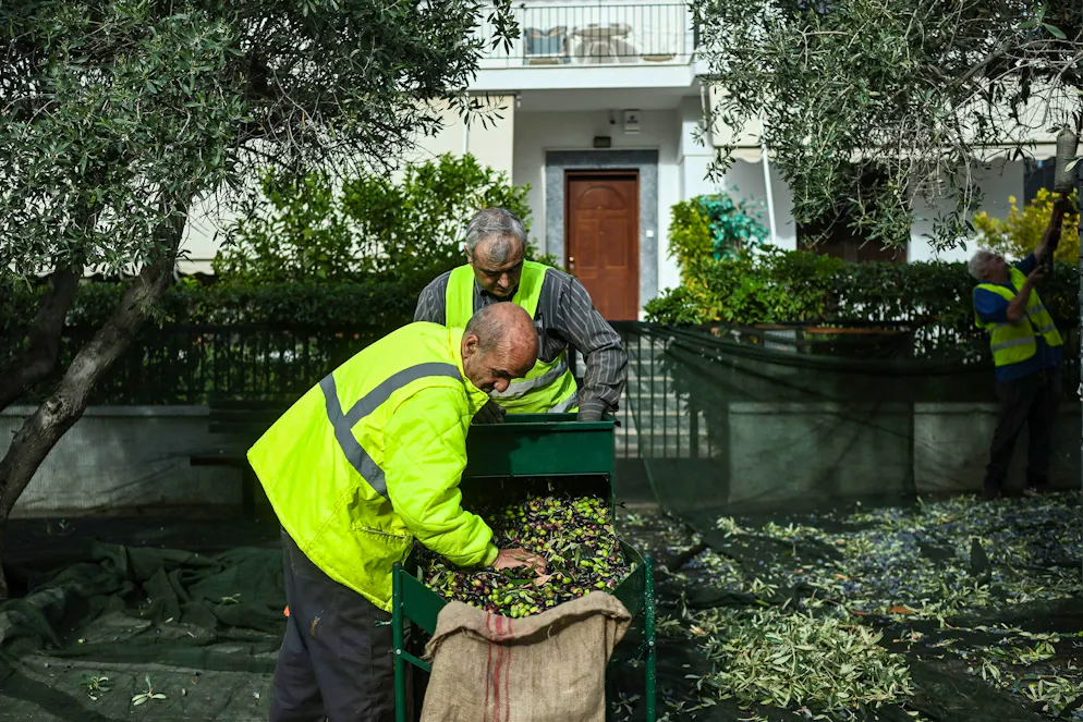 Avec l'Espagne et l'Italie, la Grèce est un important producteur d'huile d'olive dans l'Union européenne.