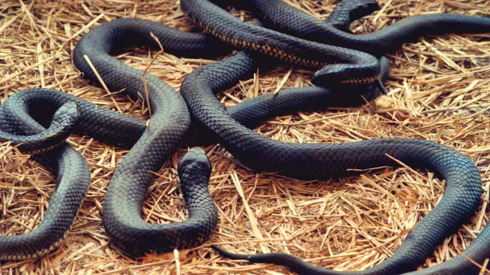 Mehrere Exemplare der Tigerotter in einer Auffangstation auf der australischen Insel Tasmanien. (Archivbild)