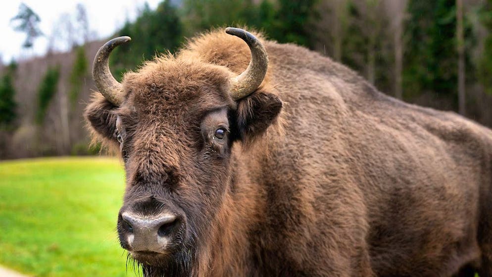 A European bison in a meadow in Welschenrohr in the canton of Solothurn. (archive picture)