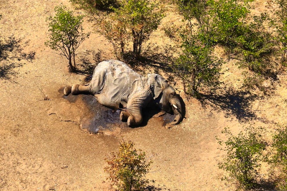Around 350 elephants die mysterious deaths.