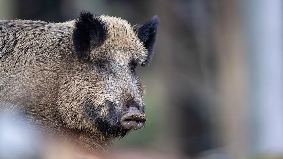 L'accident s'est produit vendredi dans le Gros-de-Vaud alors que les chasseurs traquaient le sanglier (image prétexte).
