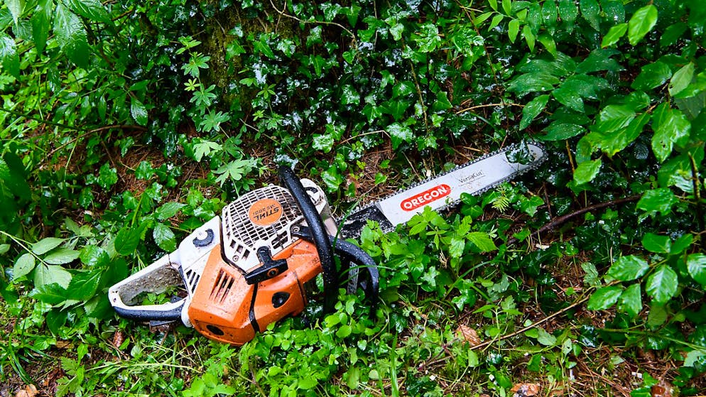 In den Belpauen wird ein Stück Wald temporär gerodet. (Symbolbild)