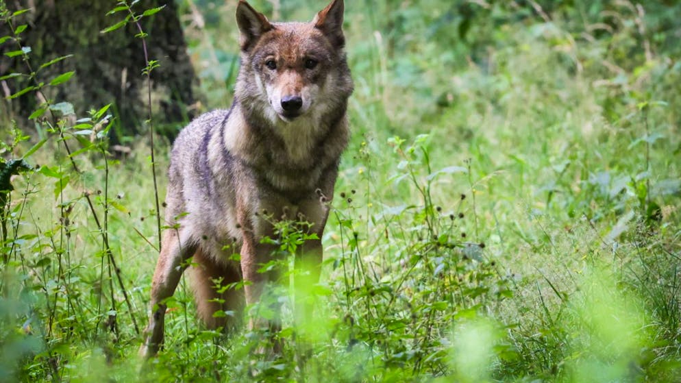 Möglicherweise wurde im Kanton Zürich erneut ein Wolf gesichtet. (Symbolbild)