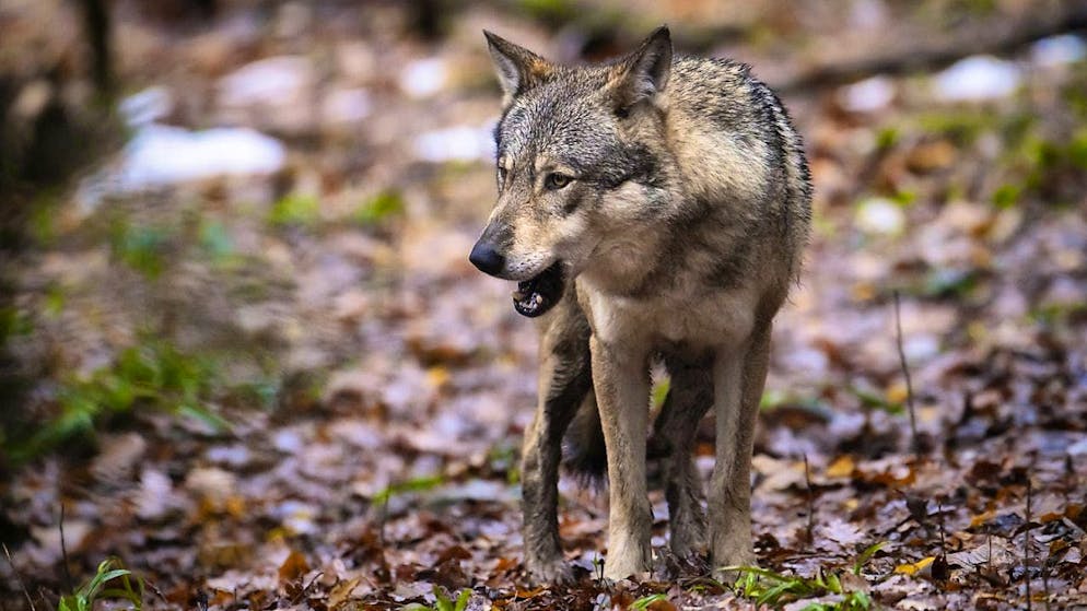 How to deal with wolves has been the focus of political debate for several years. The picture shows a wolf in a wilderness park in the canton of Zurich. (symbolic image)