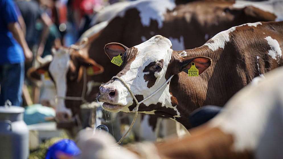 Der Nationalrat will die Direktzahlungen an die Landwirtschaftsbetriebe auf dem Niveau von 2024 belassen. (Themenbild)