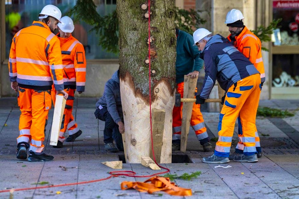 City employees anchoring the actual Christmas tree, which is worth considerably less - a community from the north of Bavaria donated the mighty coastal fir tree