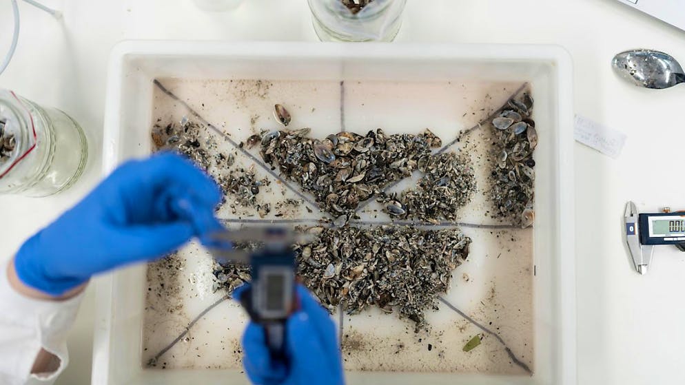 Quaggamuscheln werden wissenschaftlich untersucht. Die Behörden wollen verhindern, dass sie sich weiter ausbreiten können. (Archivbild)