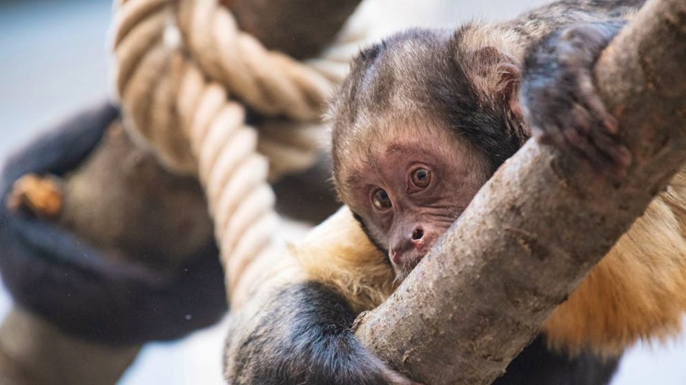Einer der neu eingezogenen Gelbbrust-Kapuzineraffen im Basler Zolli.
