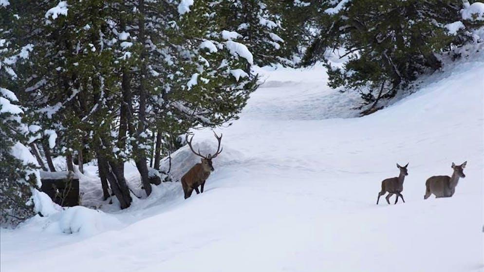 Grandi predatori. Nei Grigioni abbattuti finora 41 lupi, inascoltato l'appello degli ambientalisti
