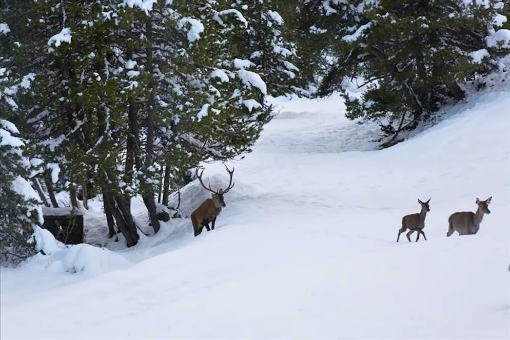 Selaggina nel Parco nazionale svizzero nei Grigioni