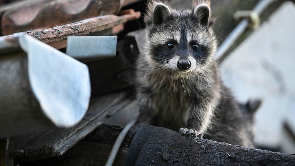 Die Waschbären sind in Basel angekommen. (Symbolbild)