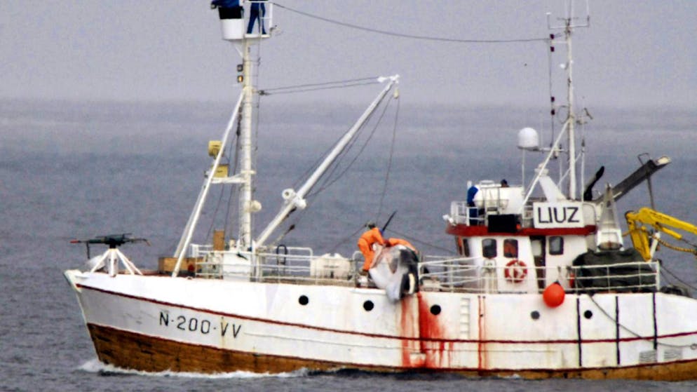 La chasse à la baleine peut se poursuivre en Islande.