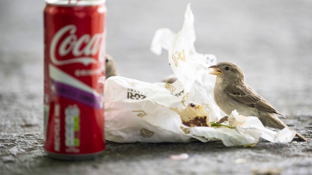 Im Kanton Thurgau werden die Bussen für Littering auf 2025 deutlich erhöht. (Archivbild)