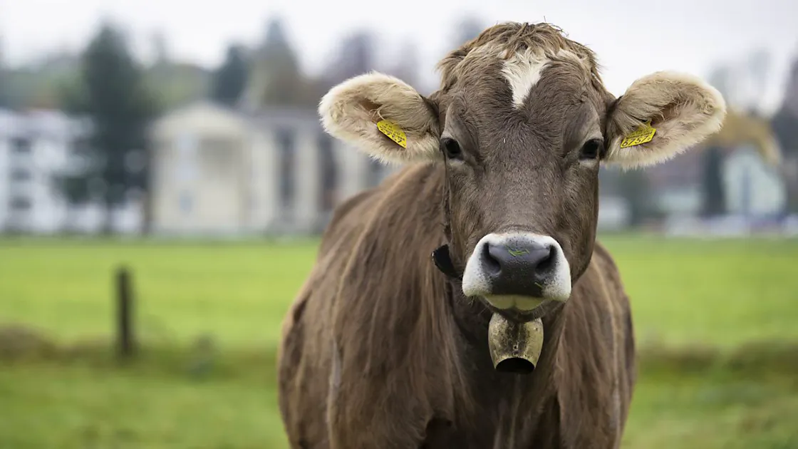 Federal Court: Dispute over night-time cowbell ringing occupies the ...