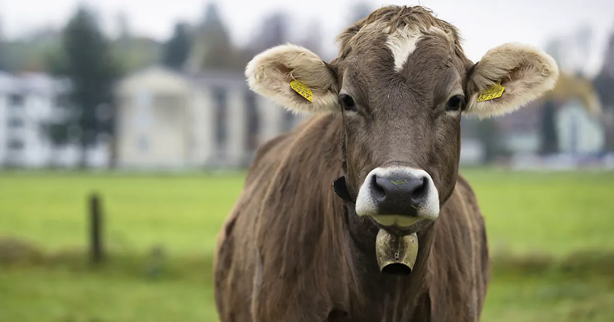 Federal Court: Dispute over night-time cowbell ringing occupies the ...