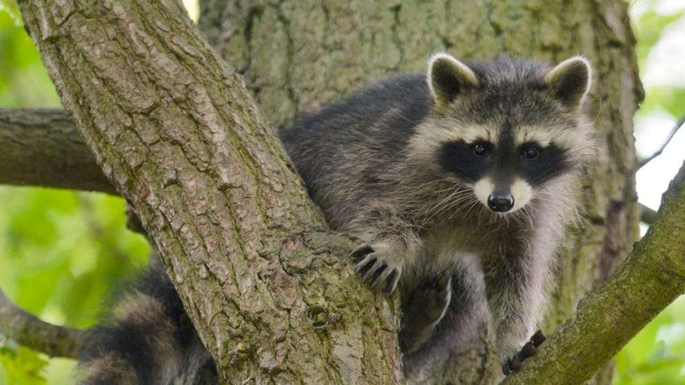 Originaire d'Amérique du nord, le raton laveur est considéré comme un animal exotique invasif qui menace des espèces d'oiseaux, de mammifères, d'amphibiens et de reptiles (photo symbolique).