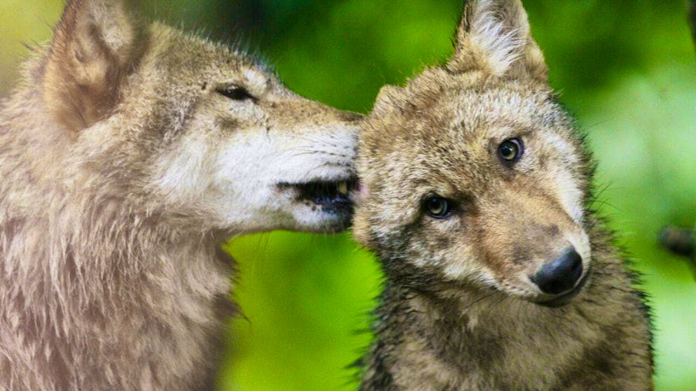 The Standing Committee of the Bern Convention has opened an investigation into Switzerland's wolf shooting policy. (archive picture)