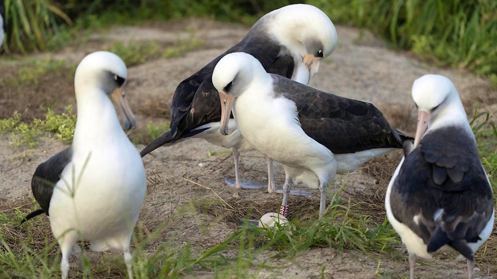 Wisdom, la femmina di albatros di Laysan di 74 anni, al centro della fotografia con il suo uovo.