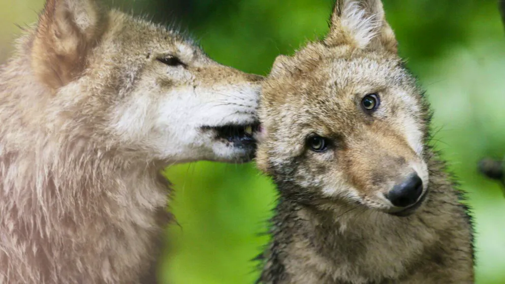 Non conformi?. Un comitato della Convenzione di Berna indaga sugli abbattimenti di lupo in Svizzera