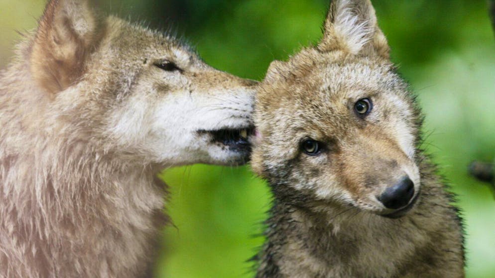 Der ständige Ausschuss der Berner Konvention hat eine Untersuchung eröffnet zur Schweizer Wolfsabschusspolitik. (Archivbild)