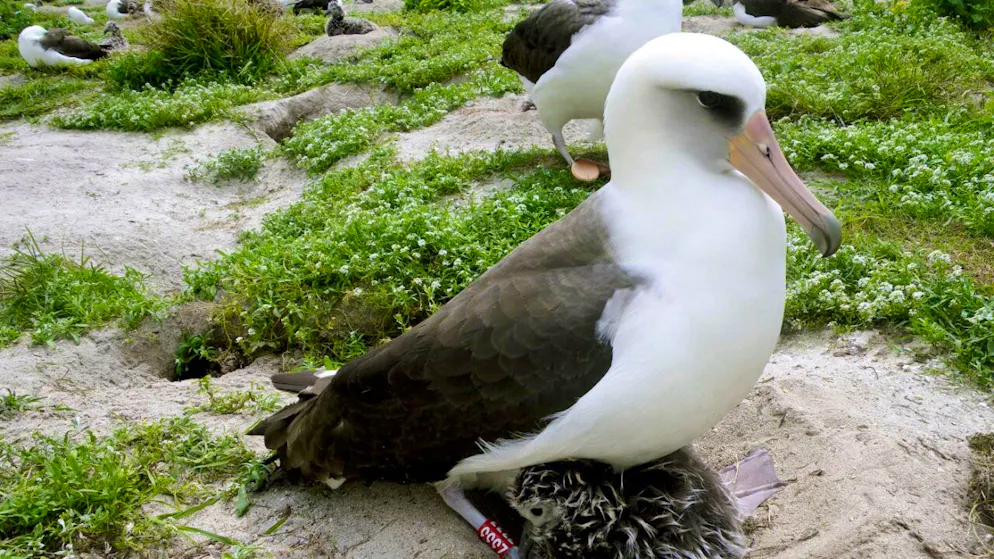 La femelle albatros Wisdom revient chaque année sur les îles Midway, au nord d'Hawaï, pour pondre et nicher. Les scientifiques estiment qu'elle a pondu plus de 50 oeufs dans sa vie (archives).