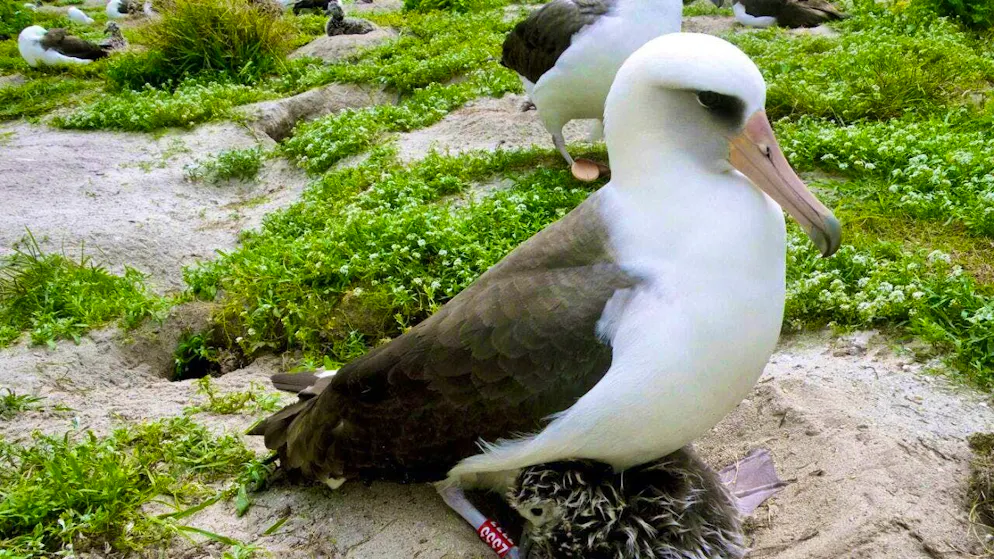 Albatross lady Wisdom is estimated to have laid over 50 eggs in her lifetime. (archive picture)