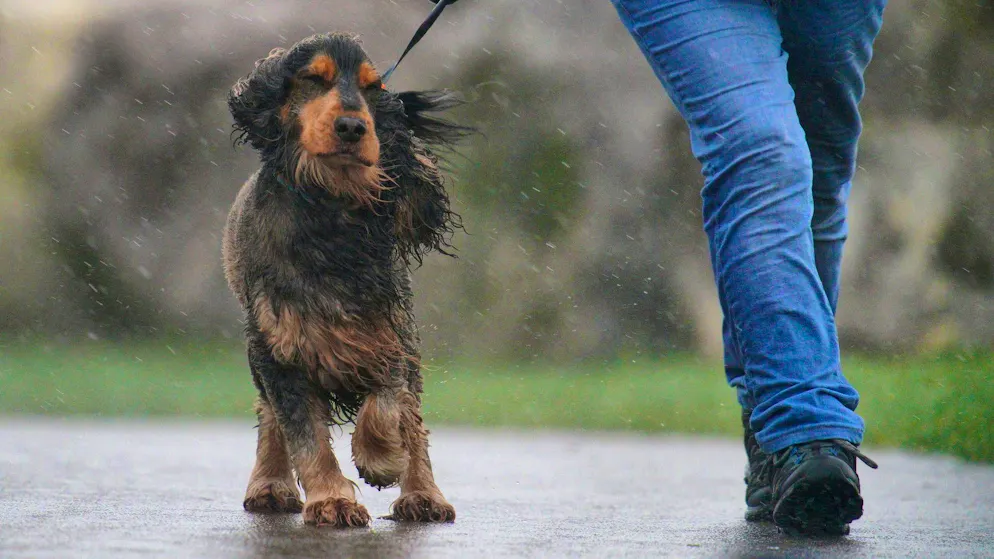 One dead in storm in England - many households without power - Gallery. In parts of Wales, the strongest weather warning was in place: "danger to life".