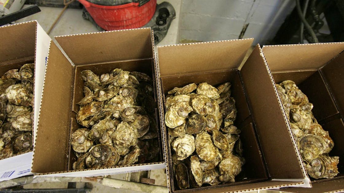 Santé Fruits de mer: formation de composés d'arsenic toxiques