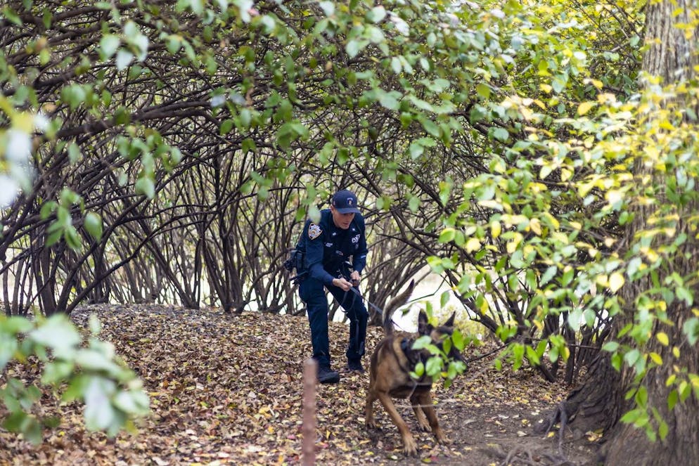 Un agent de la police de New York, accompagné d’un chien policier, fouille Central Park à la recherche d’indices.