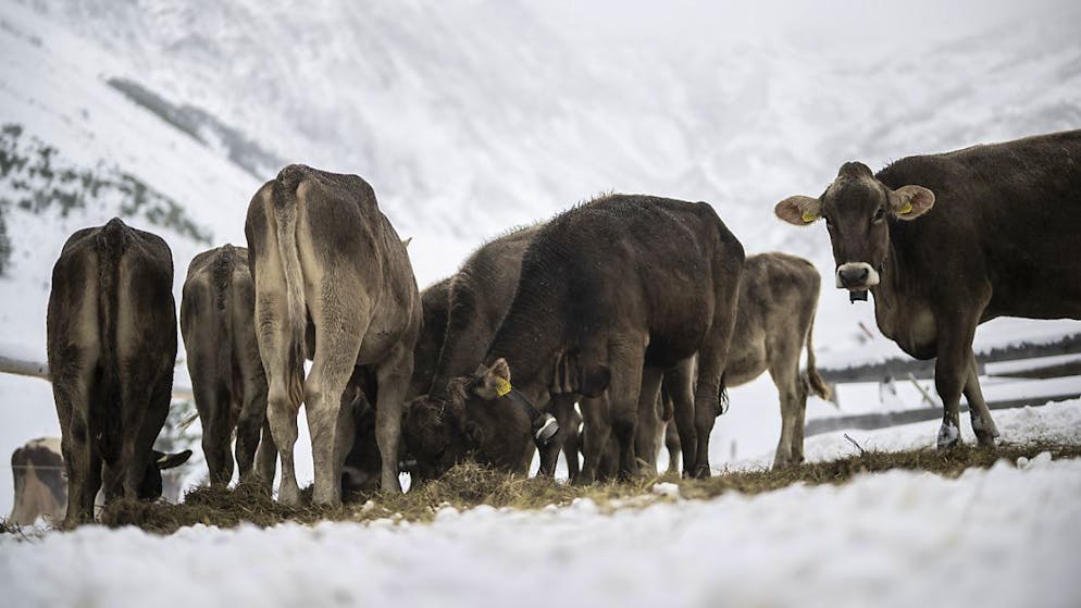 Das Parlament will die Landwirtschaft beim Sparen ausklammern und bei den Direktzahlungen im Gegensatz zum Bundesrat nicht kürzen. (Archivbild)