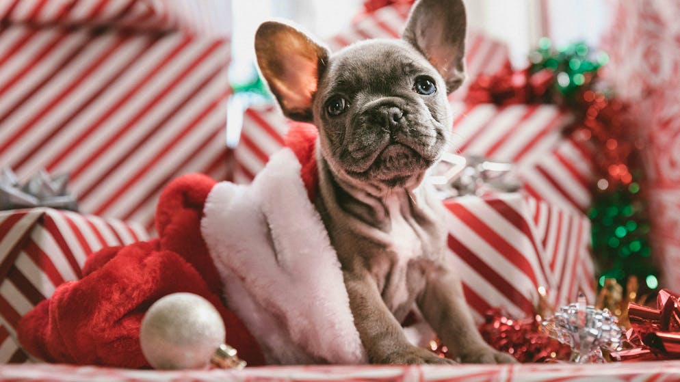Hund oder Katze unterm Christbaum?. «Ein Tier darf niemals ein Geschenk sein»